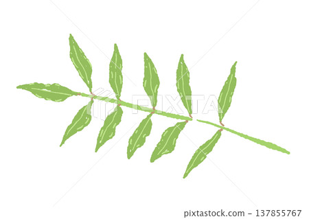 A hand-drawn illustration of a single sansho leaf (variation 3) A hand-drawn illustration of a single sansho leaf (variation 3) 137855767