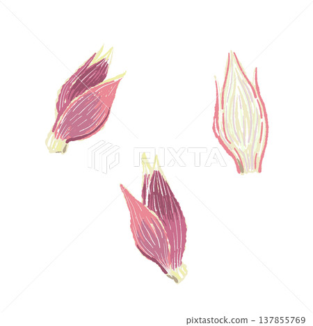 手繪的整塊和半塊日本生薑插圖 137855769