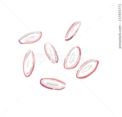 手繪的薄片(圓形)茗荷薑插圖。 手繪的薄片(圓形)茗荷薑插圖。 137855771