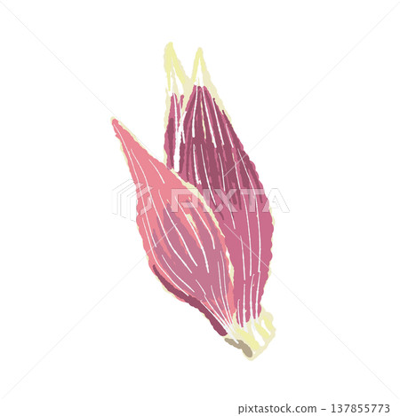 手繪的完整日本薑（茗荷）插圖 137855773