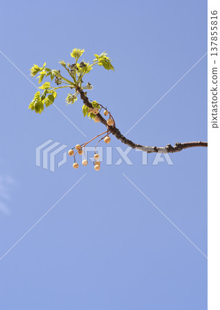 Chinaberry tree 137855816