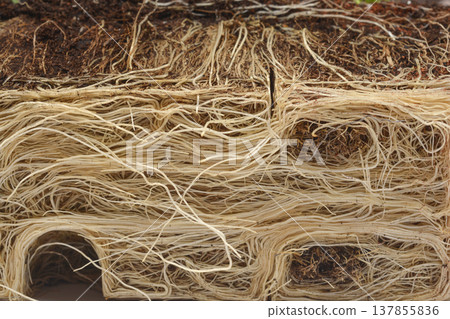 Extreme close up of chives root system and soil 137855836