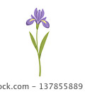 Purple Iris Illustration 137855889