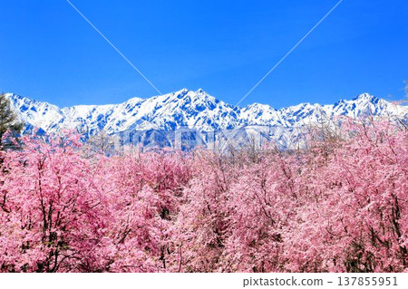Cherry blossoms in Tateya, Ogawa Village 137855951