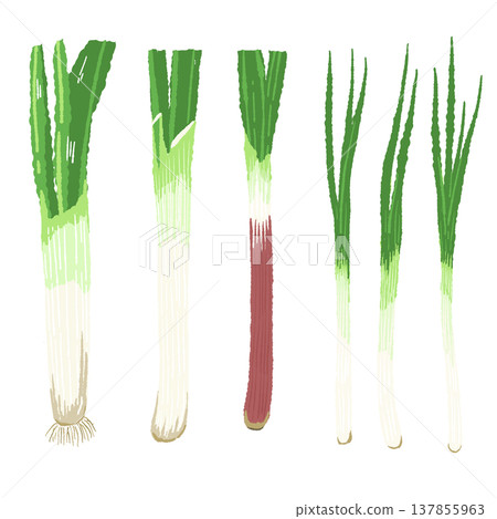 A hand-drawn illustration of whole leeks (white onions) lined up. A hand-drawn illustration of whole leeks (white onions) lined up. 137855963