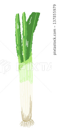 Hand-drawn illustration of a whole leek with roots still attached. 137855979