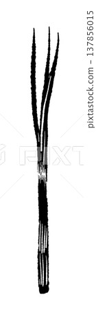 A monochrome illustration of green onions (single onions). 137856015