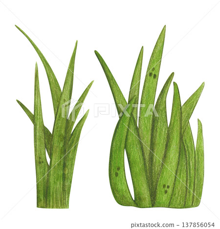 A set of two tufts of grass, a marsh plant. Hand-drawn watercolor illustration, cartoon. Design for stickers, cards, posters. Nature, plant, water, marsh, reeds, cattail, plant, green, leaves 137856054