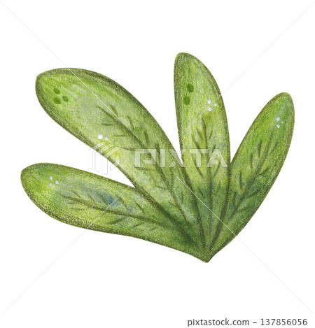 Dark green leaves in a bunch, bush. Hand-drawn watercolor illustration, cartoon. Design for stickers, cards, posters. Nature, growth, water, swamp, reeds, cattail, plant, green, leaves Dark green leaves in a bunch, bush. Hand-drawn watercolor illustration, cartoon. Design for stickers, cards, posters. Nature, growth, water, swamp, reeds, cattail, plant, green, leaves 137856056