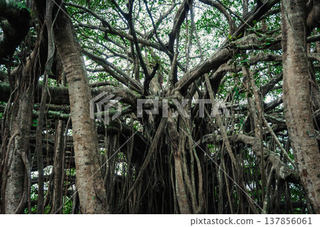 Big green banyan tree in the jungle forest of India 137856061