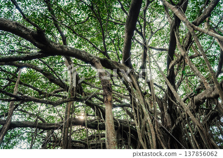 Big green banyan tree in the jungle forest of India 137856062