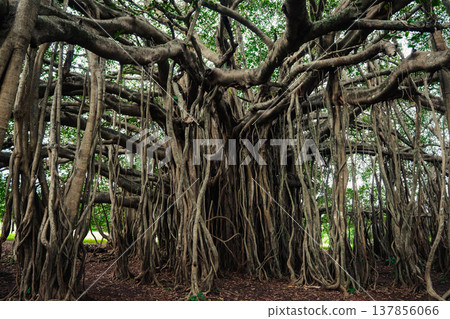 Big green banyan tree in the jungle forest of India 137856066