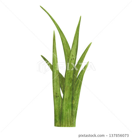 A small tuft of grass, a marsh plant. Hand-drawn watercolor illustration, cartoon. Design for stickers, cards, posters. Nature, plant, water, marsh, reeds, cattail, plant, green, leaves 137856073