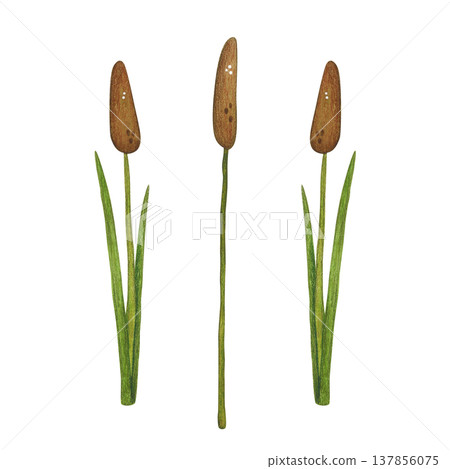 Cattail, a marsh plant. Hand-drawn watercolor illustration, cartoon. Design for stickers, cards, and posters. Nature, plant, water, marsh, reeds, cattail, plant, green, leaves 137856075