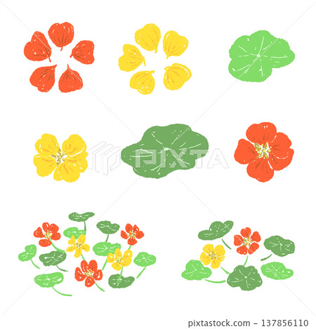 各種色彩繽紛的旱金蓮(Nasturtium)花和葉子 各種色彩繽紛的旱金蓮(Nasturtium)花和葉子 137856110