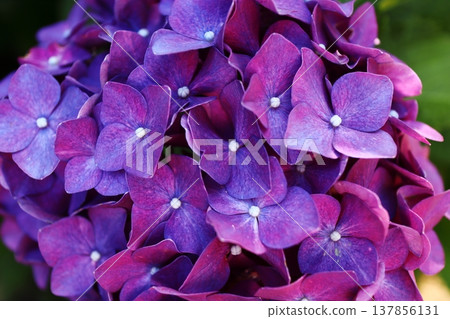 A close-up shot of a purple hydrangea. A close-up shot of a purple hydrangea. 137856131