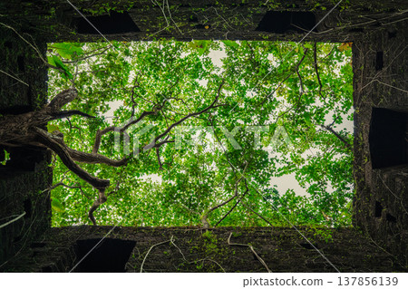 Yashwantgad Fort in Redi, Maharashtra, near the Maharashtra-Goa border. Green roots of trees grows on the old walls Yashwantgad Fort in Redi, Maharashtra, near the Maharashtra-Goa border. Green roots of trees grows on the old walls 137856139