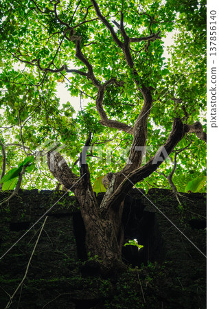 Yashwantgad Fort in Redi, Maharashtra, near the Maharashtra-Goa border. Green roots of trees grows on the old walls 137856140