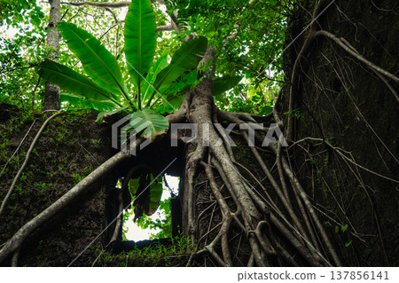 Yashwantgad Fort in Redi, Maharashtra, near the Maharashtra-Goa border. Green roots of trees grows on the old walls 137856141