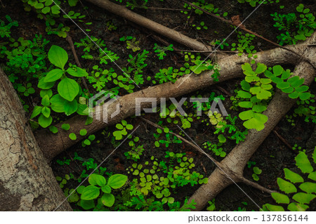 Yashwantgad Fort in Redi, Maharashtra, near the Maharashtra-Goa border. Green roots of trees grows on the old walls Yashwantgad Fort in Redi, Maharashtra, near the Maharashtra-Goa border. Green roots of trees grows on the old walls 137856144