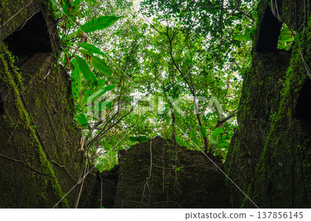 Yashwantgad Fort in Redi, Maharashtra, near the Maharashtra-Goa border. Green roots of trees grows on the old walls Yashwantgad Fort in Redi, Maharashtra, near the Maharashtra-Goa border. Green roots of trees grows on the old walls 137856145