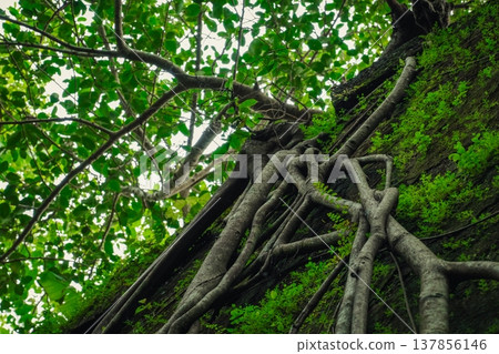Yashwantgad Fort in Redi, Maharashtra, near the Maharashtra-Goa border. Green roots of trees grows on the old walls 137856146