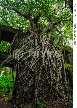 Yashwantgad Fort in Redi, Maharashtra, near the Maharashtra-Goa border. Green roots of trees grows on the old walls Yashwantgad Fort in Redi, Maharashtra, near the Maharashtra-Goa border. Green roots of trees grows on the old walls 137856147