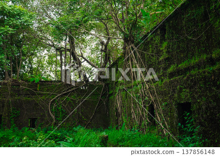 Yashwantgad Fort in Redi, Maharashtra, near the Maharashtra-Goa border. Green roots of trees grows on the old walls 137856148