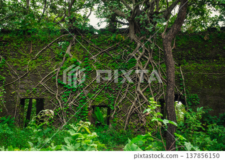 Yashwantgad Fort in Redi, Maharashtra, near the Maharashtra-Goa border. Green roots of trees grows on the old walls 137856150