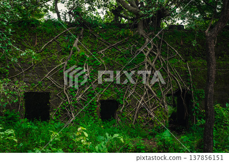 Yashwantgad Fort in Redi, Maharashtra, near the Maharashtra-Goa border. Green roots of trees grows on the old walls Yashwantgad Fort in Redi, Maharashtra, near the Maharashtra-Goa border. Green roots of trees grows on the old walls 137856151