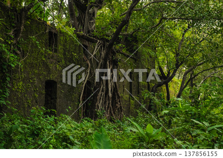 Yashwantgad Fort in Redi, Maharashtra, near the Maharashtra-Goa border. Green roots of trees grows on the old walls 137856155