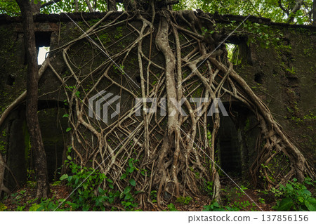 Yashwantgad Fort in Redi, Maharashtra, near the Maharashtra-Goa border. Green roots of trees grows on the old walls 137856156