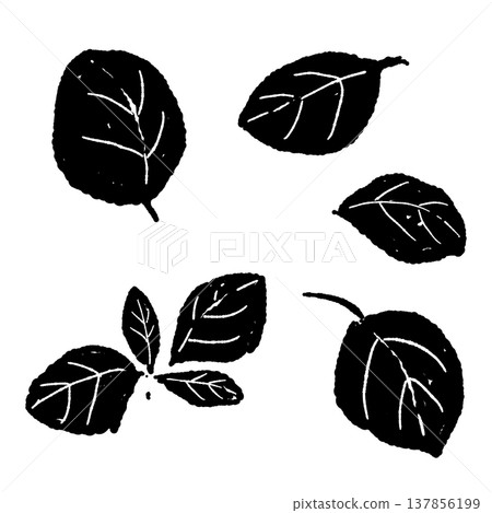 Black and white illustration of oregano leaves Black and white illustration of oregano leaves 137856199