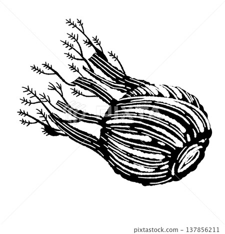 A monochrome illustration of a fennel plant (root). 137856211
