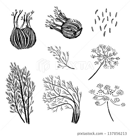 Fennel Variation Set (Plant, Seeds, Leaves, Flowers) Fennel Variation Set (Plant, Seeds, Leaves, Flowers) 137856213