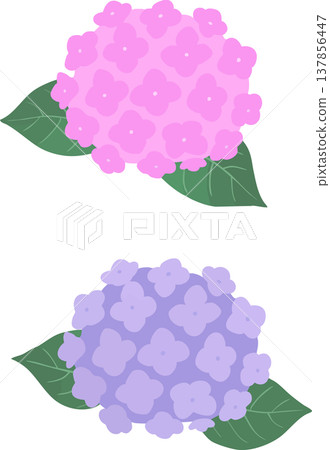 Simple hydrangea illustration (vector) - Flower material for the rainy season and early summer Simple hydrangea illustration (vector) - Flower material for the rainy season and early summer 137856447