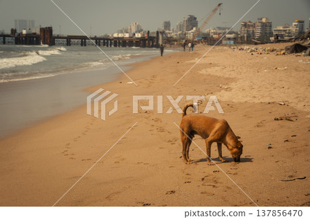 Beach in the Mumbai, India. Coastline Versova Beach in the Mumbai, India. Coastline Versova 137856470