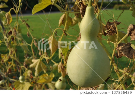 A very nicely shaped gourd A very nicely shaped gourd 137856489
