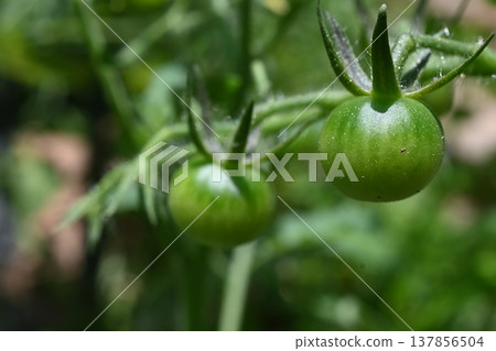 家庭花園中櫻桃番茄的生長階段 家庭花園中櫻桃番茄的生長階段 137856504