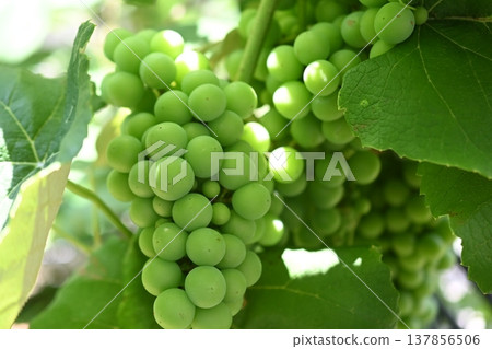 Grape growing season in a home garden Grape growing season in a home garden 137856506
