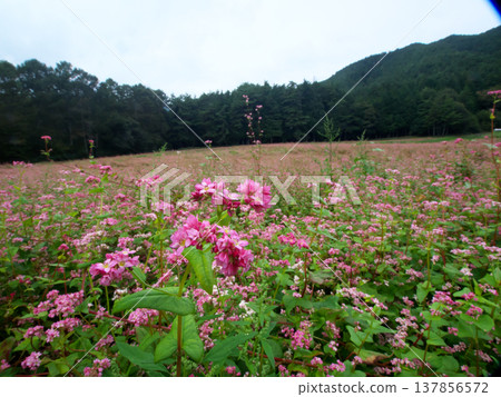 Red buckwheat flowers blooming on the plateau Red buckwheat flowers blooming on the plateau 137856572