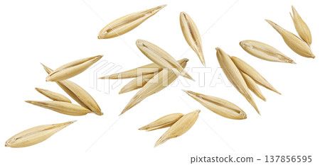 Oat seeds isolated on white background, falling unpeeled oat grains collection, full depth of field Oat seeds isolated on white background, falling unpeeled oat grains collection, full depth of field 137856595