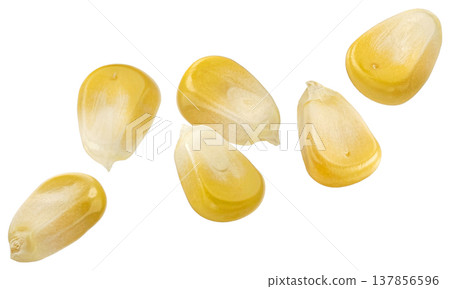 Falling corn seeds isolated on white background with clipping path 137856596
