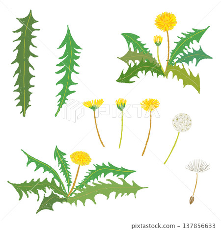 蒲公英植株、花朵和葉片變異集 137856633