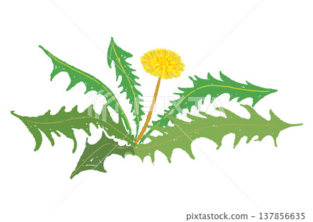手繪蒲公英葉子和花莖插圖。 137856635