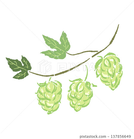 Hand-drawn illustration of a hop branch with leaves and fruit. 137856649