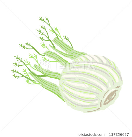 Hand-drawn illustration of a whole fennel plant (with leaves, single plant). Hand-drawn illustration of a whole fennel plant (with leaves, single plant). 137856657