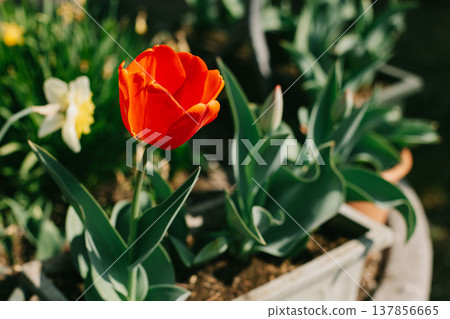 Beautiful red tulip flower in a spring garden. 137856665