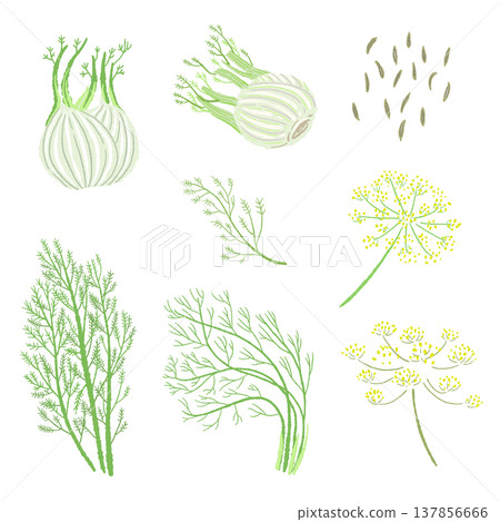 A set of illustrations showing variations of fennel plants: plants, seeds, leaves, and buds. A set of illustrations showing variations of fennel plants: plants, seeds, leaves, and buds. 137856666