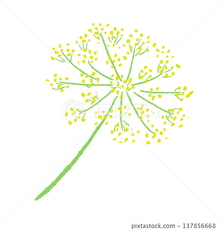 Hand-drawn illustration of yellow fennel buds and flowers. 137856668